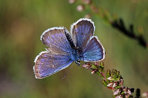 silver-studded blue